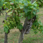 Una vinha vièlha de 200 ans