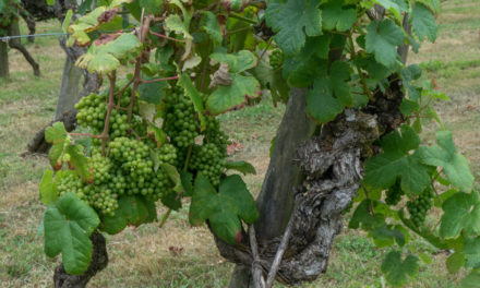 Una vinha vièlha de 200 ans